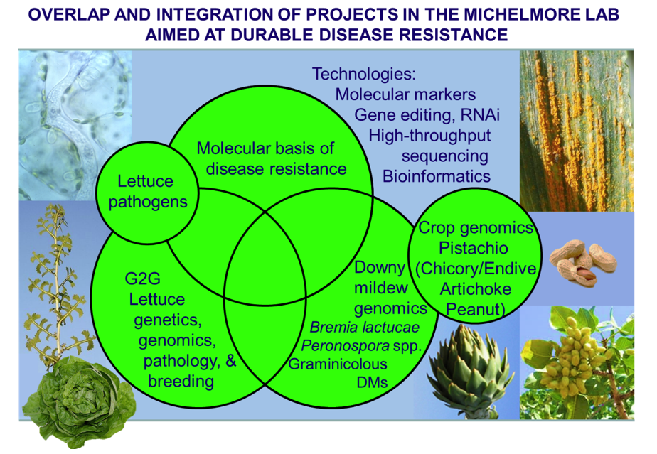 Overlap and integration of projects in the Michelmore Lab aimed at durable disease resistance