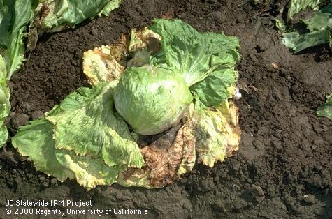 Botrytis rot