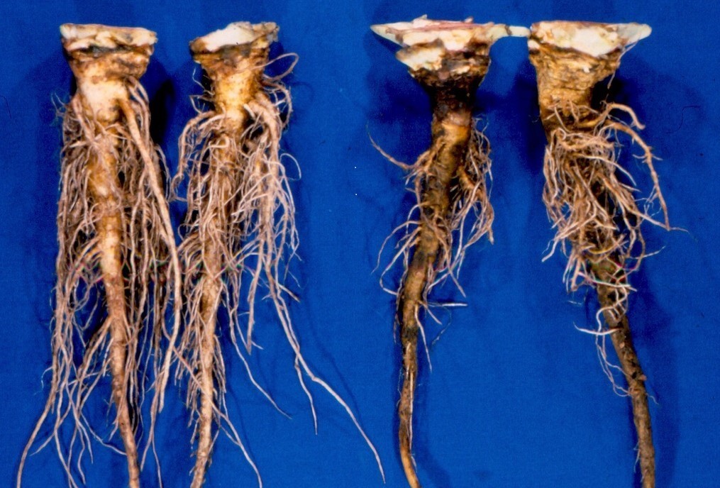 Corky Root