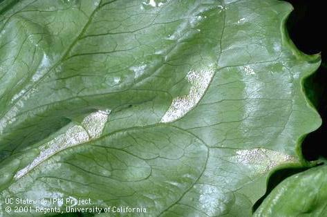 Downy mildew