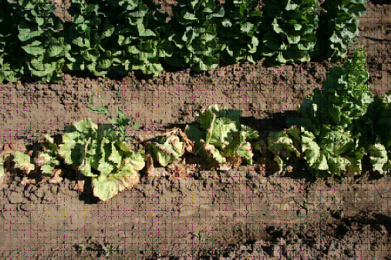 Fusarium
