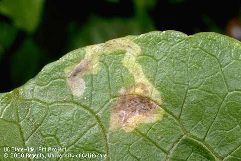 Leafminers