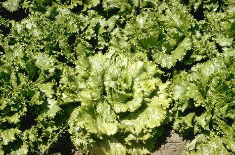 Lettuce Mosaic Virus