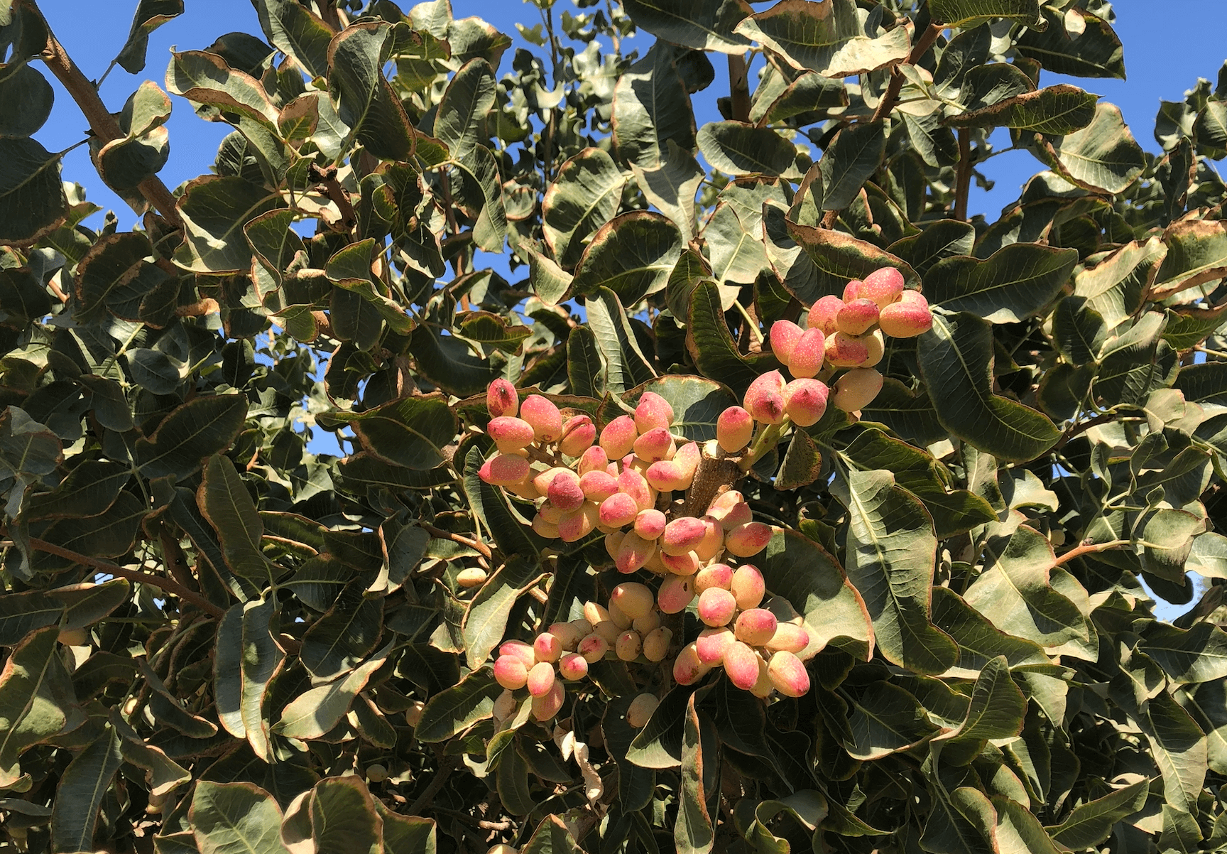 Pistachio orchard; Ewelina