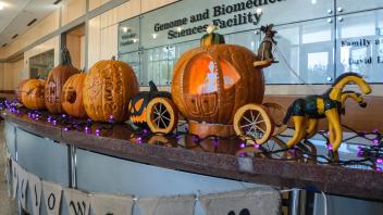 Halloween pumpkins 2015