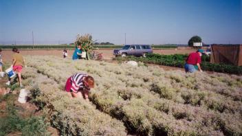 90s fieldwork