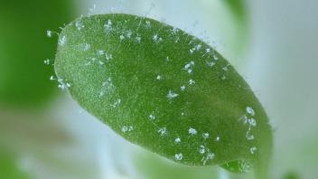 Downy Mildew