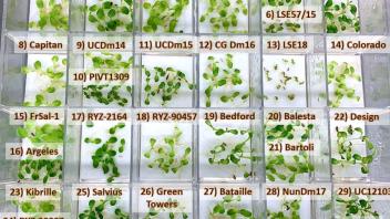 Downy Mildew