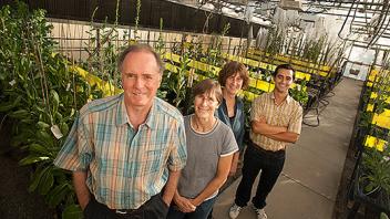 Lettuce Research Team