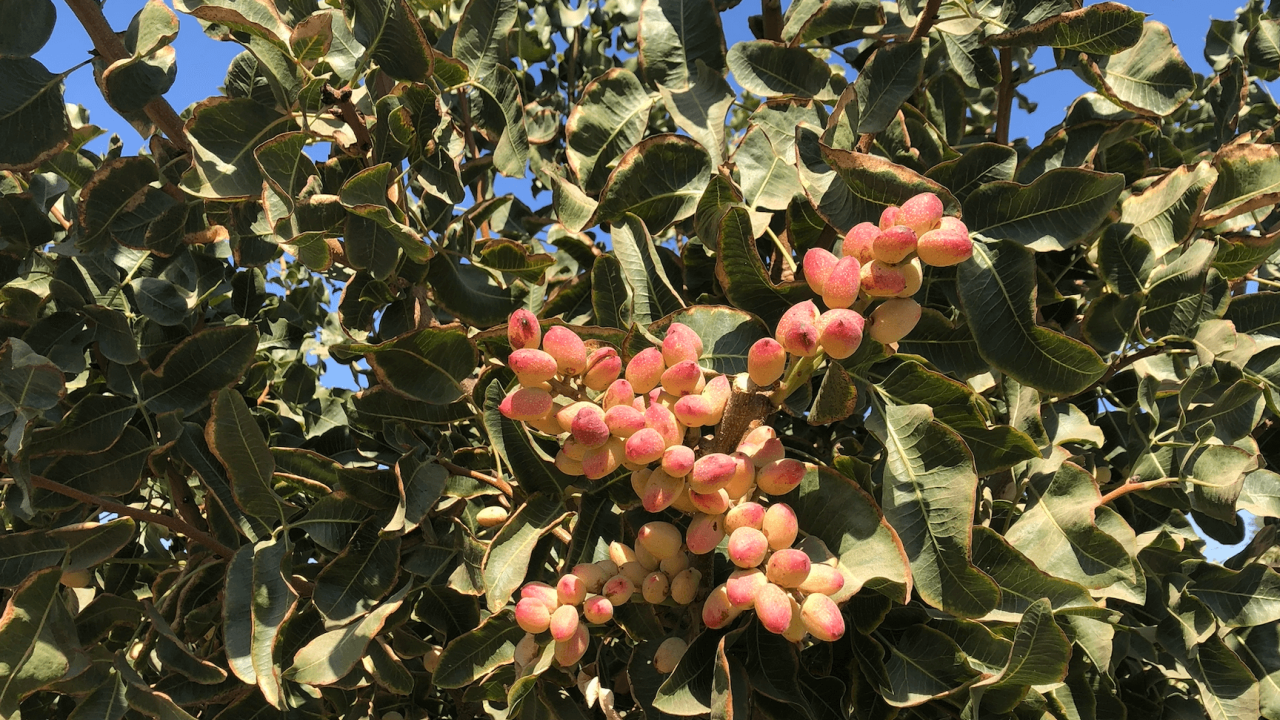 Pistachio | The Michelmore Lab