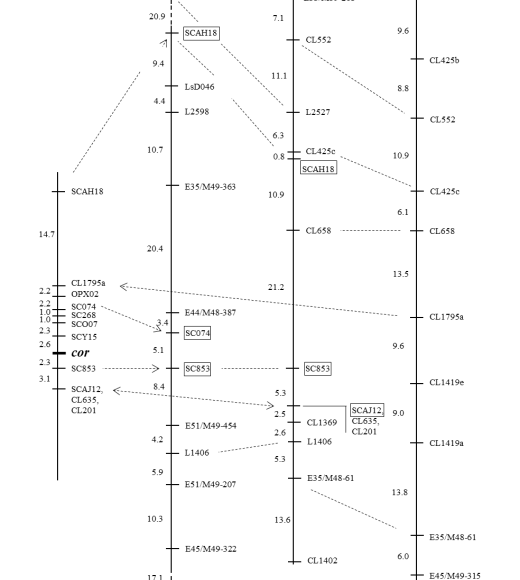 Corky_root_fg2