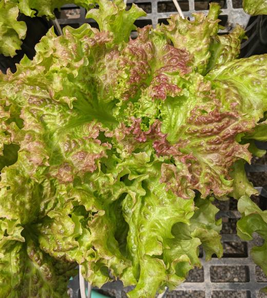 Lettuce