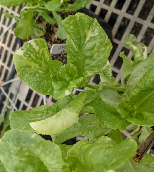 Lettuce